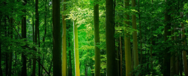 Sürdürülebilir Fayda