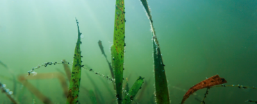 "Deniz Çayırları"