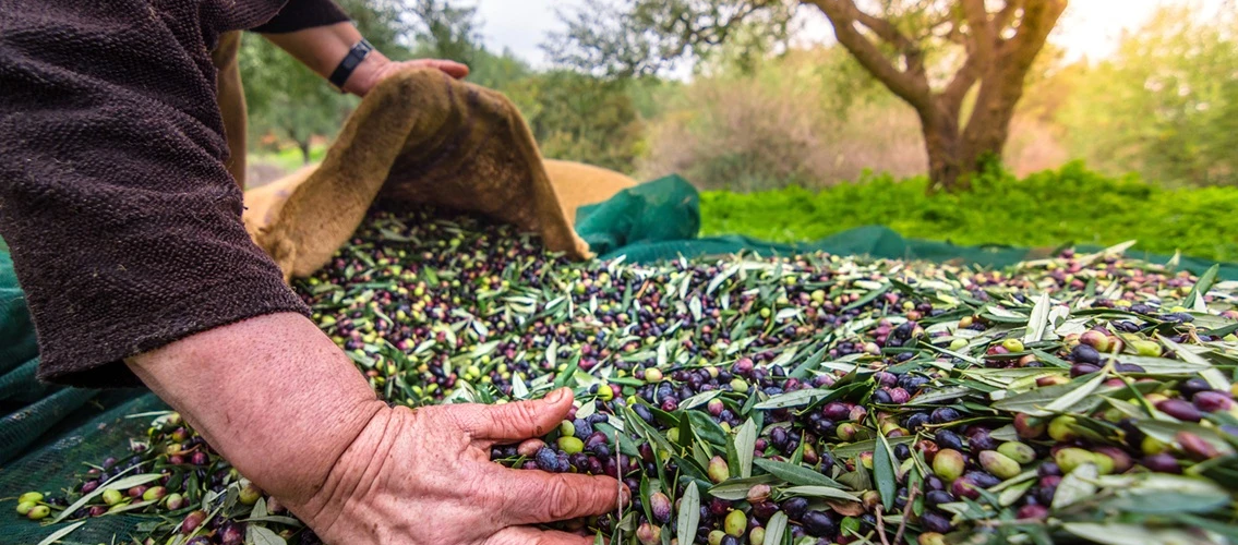 Zeytin Mirası