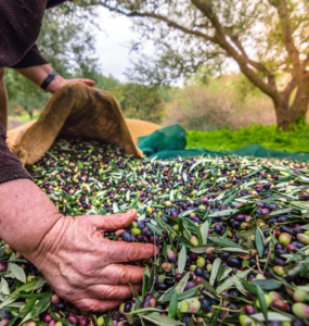 Zeytin Mirası