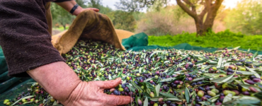 Zeytin Mirası