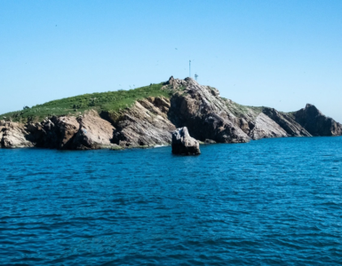 Tavşan
