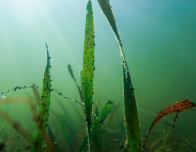 the-tampa-bay-estuary-program-PisLpziBImc-unsplash