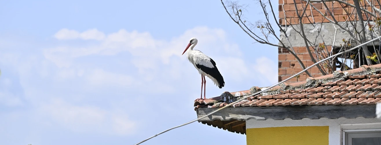 Çocuklar