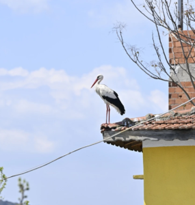 Çocuklar