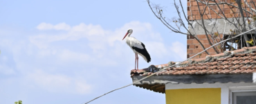 Çocuklar