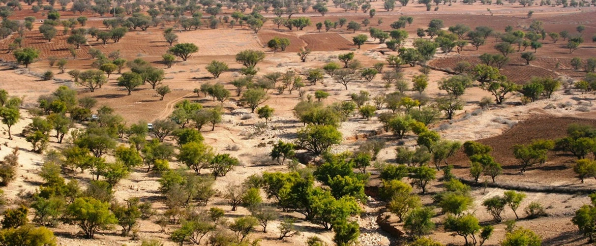 Argan Ağacı