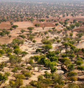 Argan Ağacı