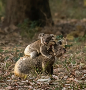 anthony-parker-1FvA74aUWO0-unsplash