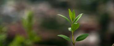 pema-gyamtsho-PANYR2-Asb4-unsplash