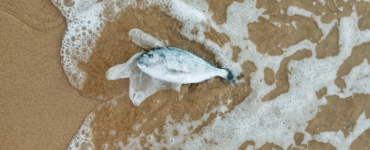 Okyanuslar
