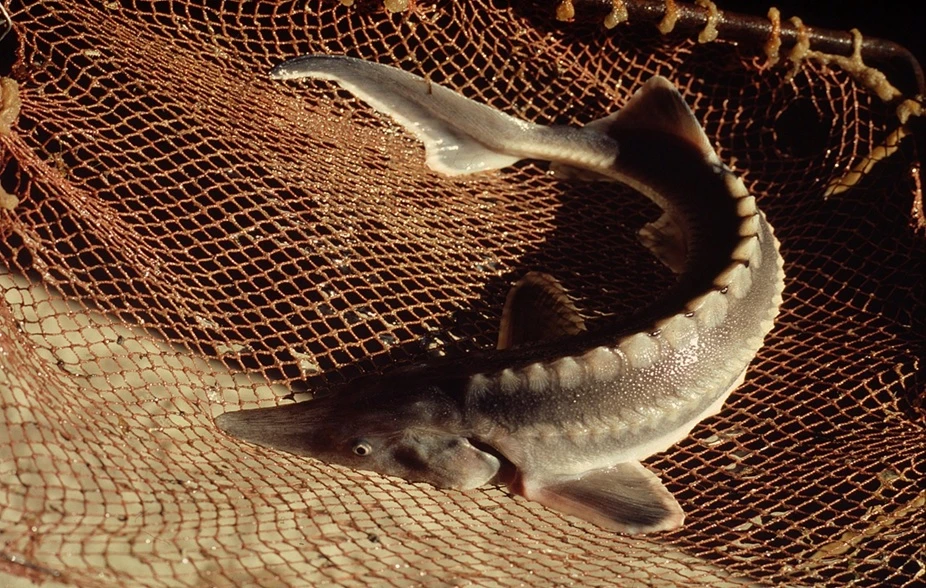 Acipenser sturio, © Hartmut Jungius WWF k