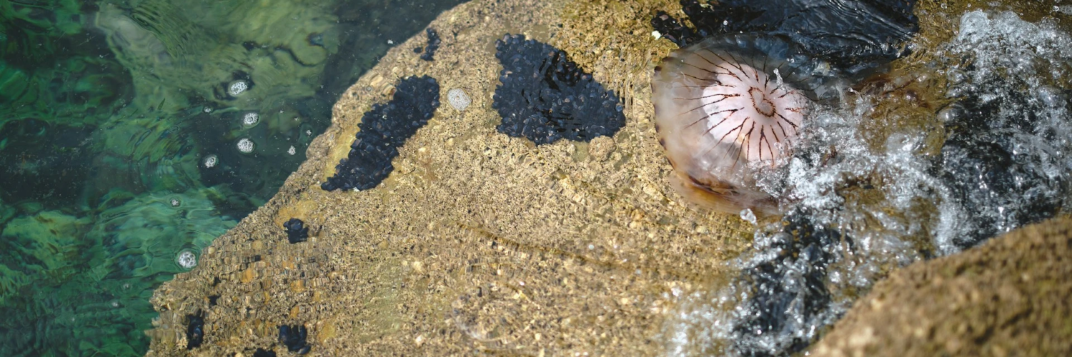 Pusula