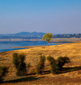 Arazi