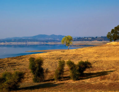 Arazi