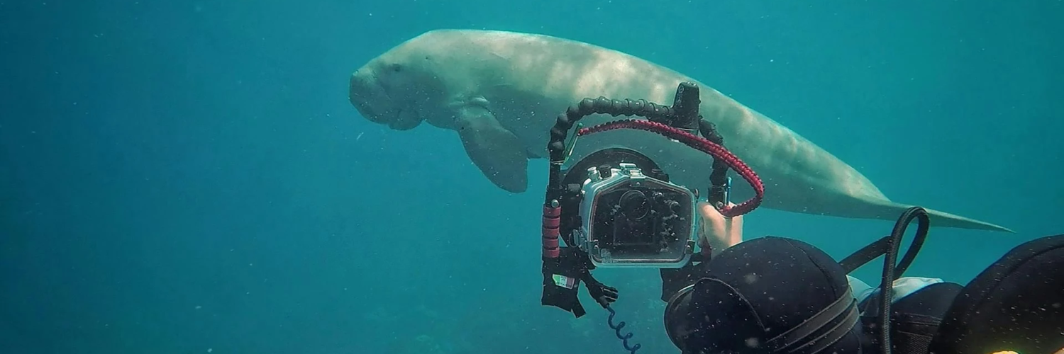 Dugong