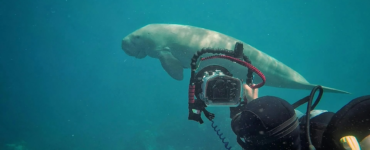 Dugong