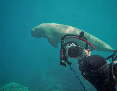 Dugong