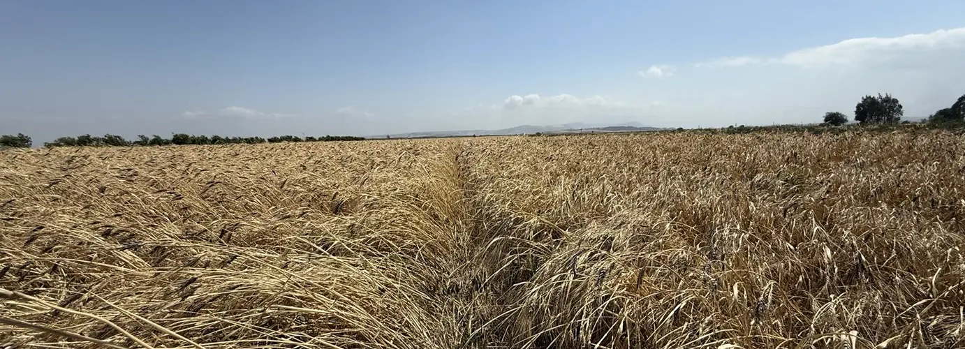Dayanıklı
