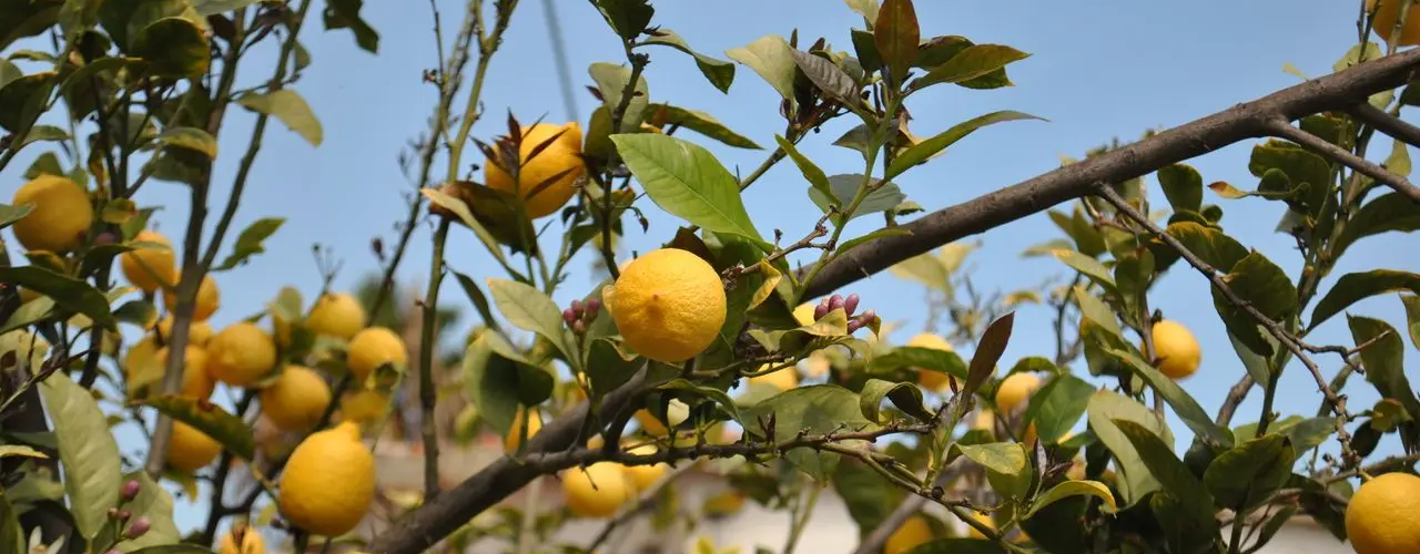 Limon